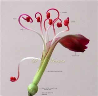  Young Flower (perianth cut open) showing 6 stamens and a Pistil